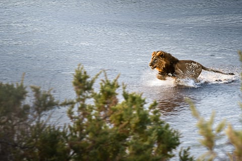 Momentum becomes destiny