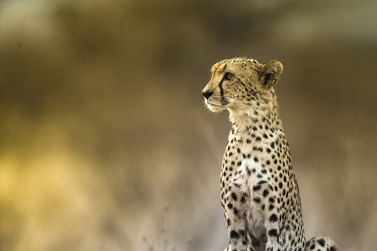 The fastest hunter, frozen in contemplation