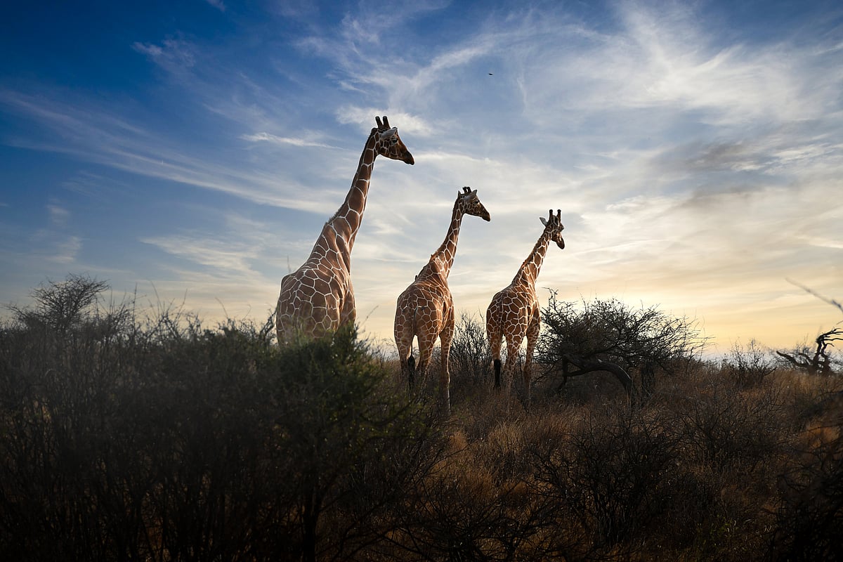 Sentinels of the savannah at first light