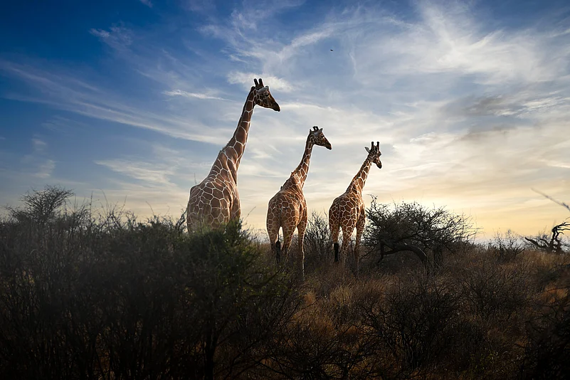 Sentinels of the savannah at first light