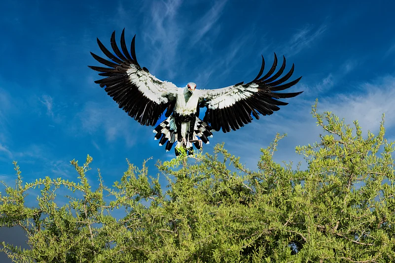 Elegance armed with intent