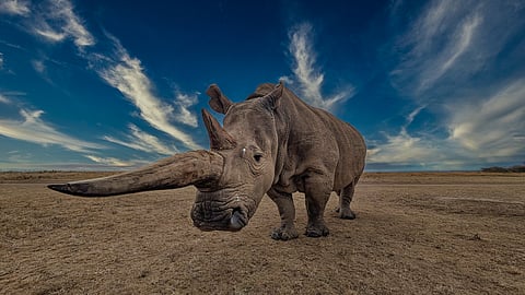 Najin, the fragile custodian of a vanishing bloodline.