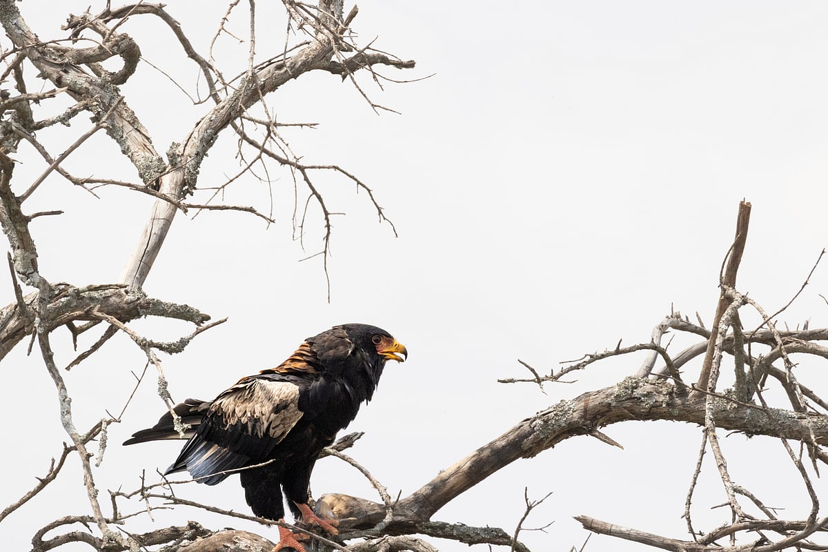 A vigilant sovereign of the savannah skies