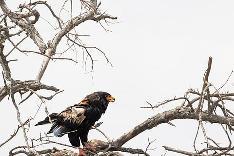 A vigilant sovereign of the savannah skies