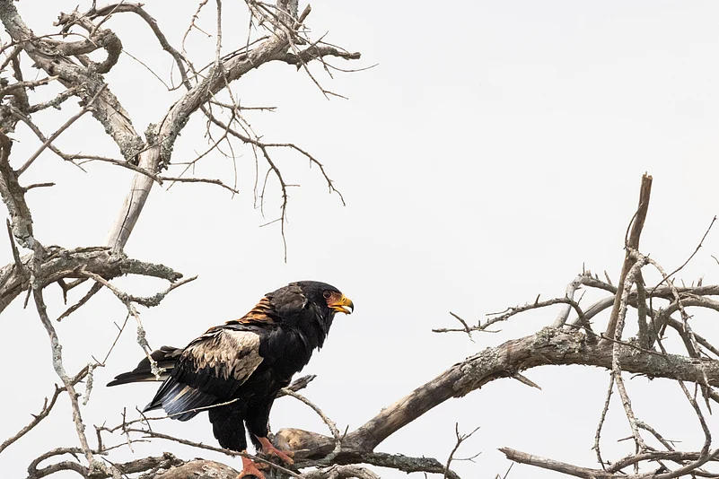 A vigilant sovereign of the savannah skies