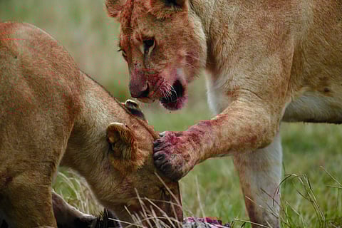 From play to purpose, the pride is forged