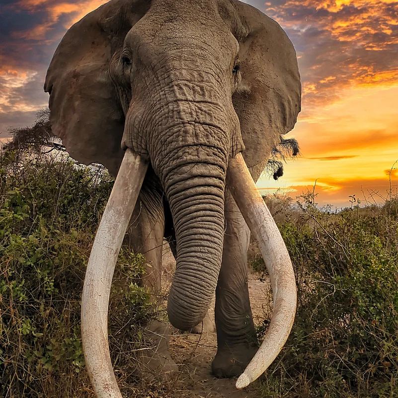 Craig, a living monument of Africa’s ancient giants