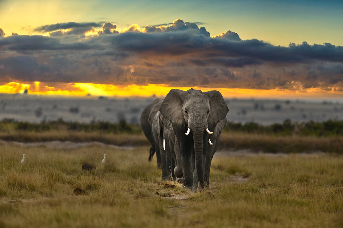A matriarch leads her herd beneath a burning Mara sky