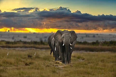 A matriarch leads her herd beneath a burning Mara sky