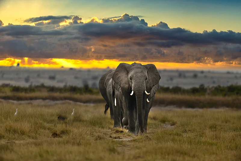 A matriarch leads her herd beneath a burning Mara sky