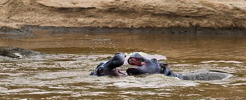 A submerged giant guards its domain