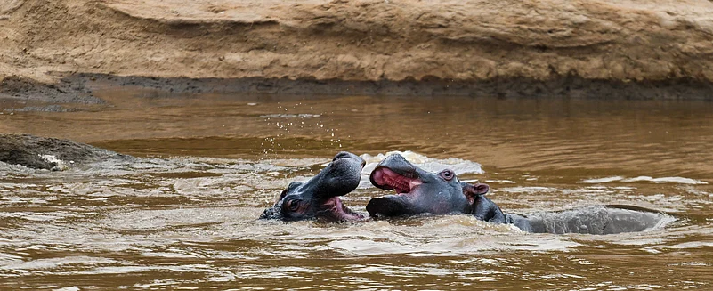 A submerged giant guards its domain