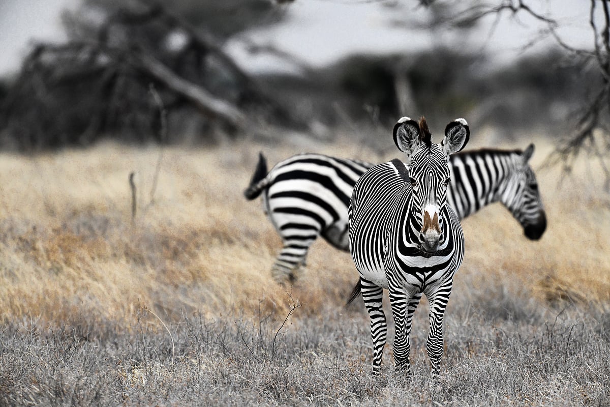 Two patterns, one survival