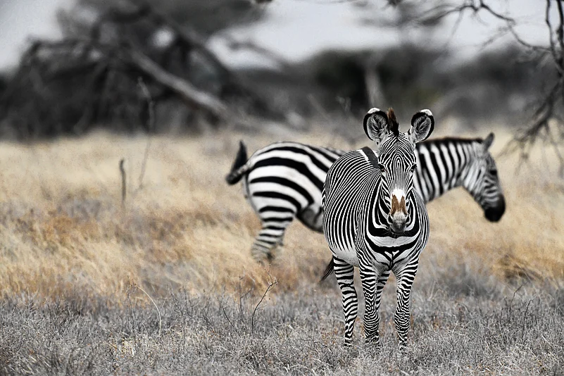 Two patterns, one survival