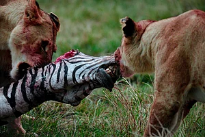 Koushik Chatterjee : Lion cubs practise the skills that will one day decide hierarchy and hunger