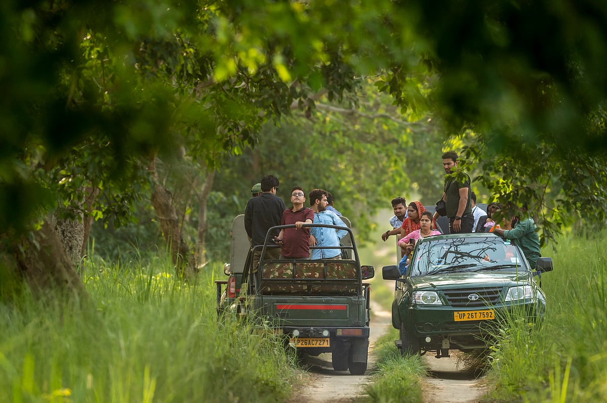 Up Close & On The Prowl: Where To Spot Tigers In India’s Top Reserves