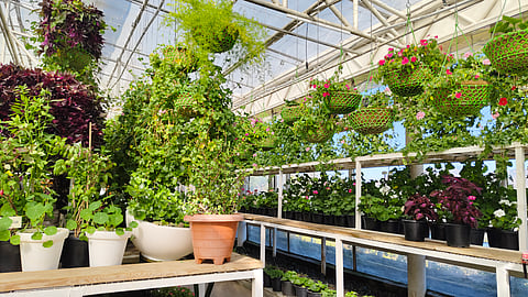 Glass greenhouse at JW Marriott Mussoorie Walnut Grove Resort and Spa