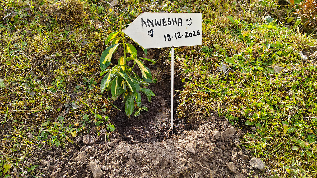 The variegated euonymus I planted at JW Marriott Mussoorie Walnut Grove Resort and Spa 