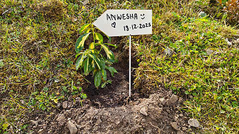 The variegated euonymus I planted at JW Marriott Mussoorie Walnut Grove Resort and Spa 