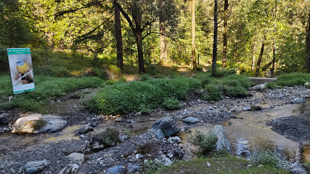Inside Mussoorie Wildlife Sanctuary 