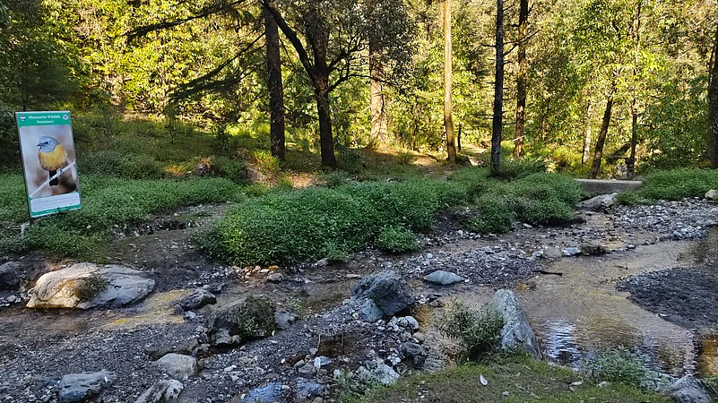 Inside Mussoorie Wildlife Sanctuary