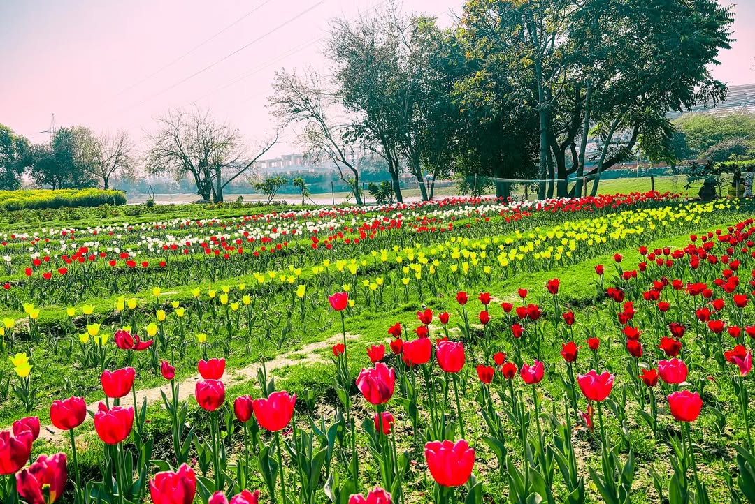 Flowers at Bansera Park, New Delhi