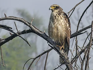 Tamil Nadu Forest Department Launches Survey To Map Raptor Populations