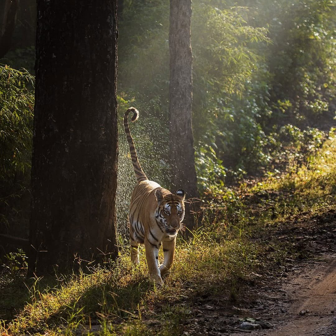 Winter light in Kanha National Park