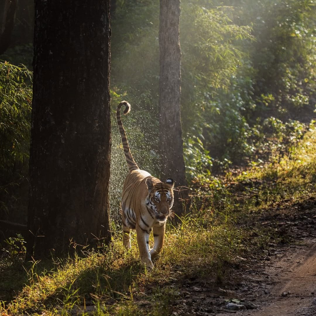 Winter light in Kanha National Park