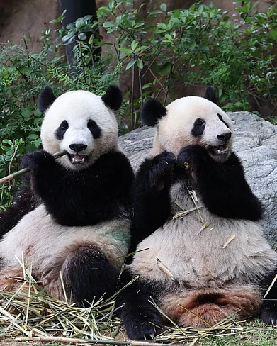 pandaloverlovespiku/instagram : A shot of Xiao Xiao and Lei Lei