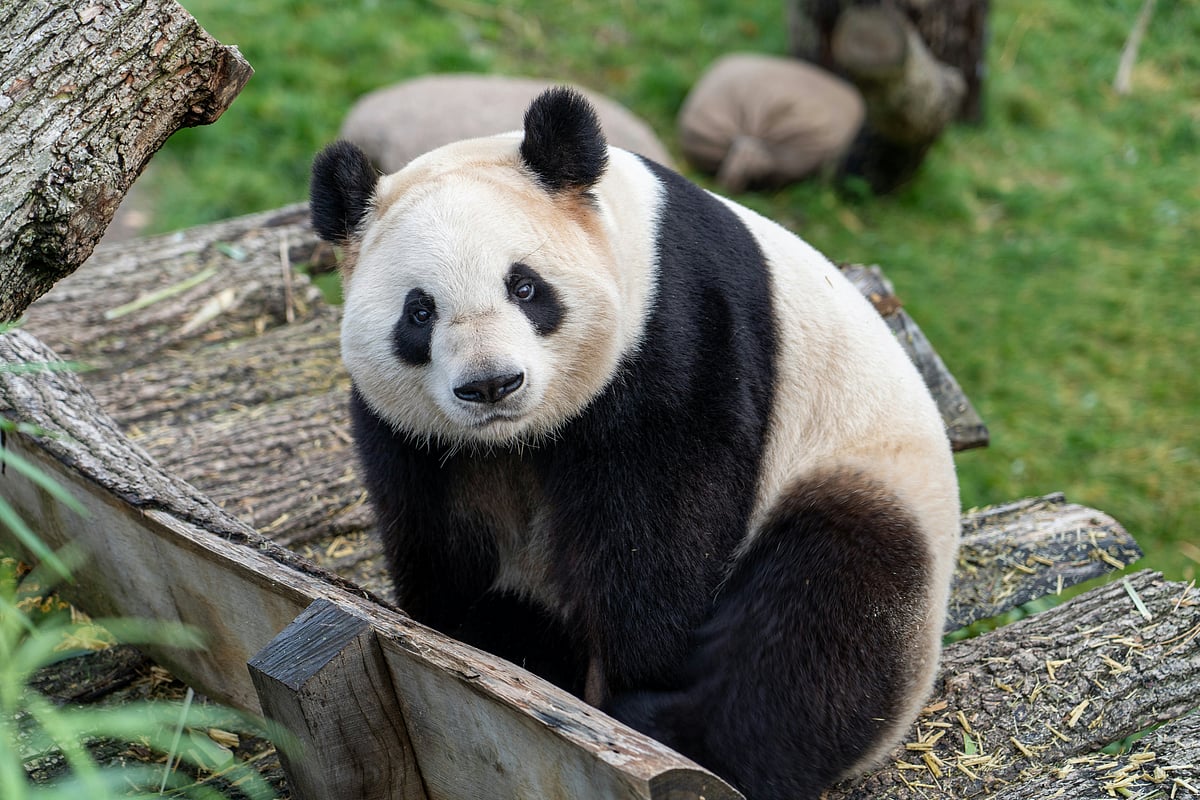 Giant pandas have long served as diplomatic symbols of Beijing’s international relations (Representational Image) 