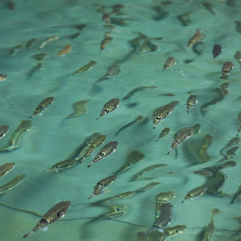 A shot of baby fugu