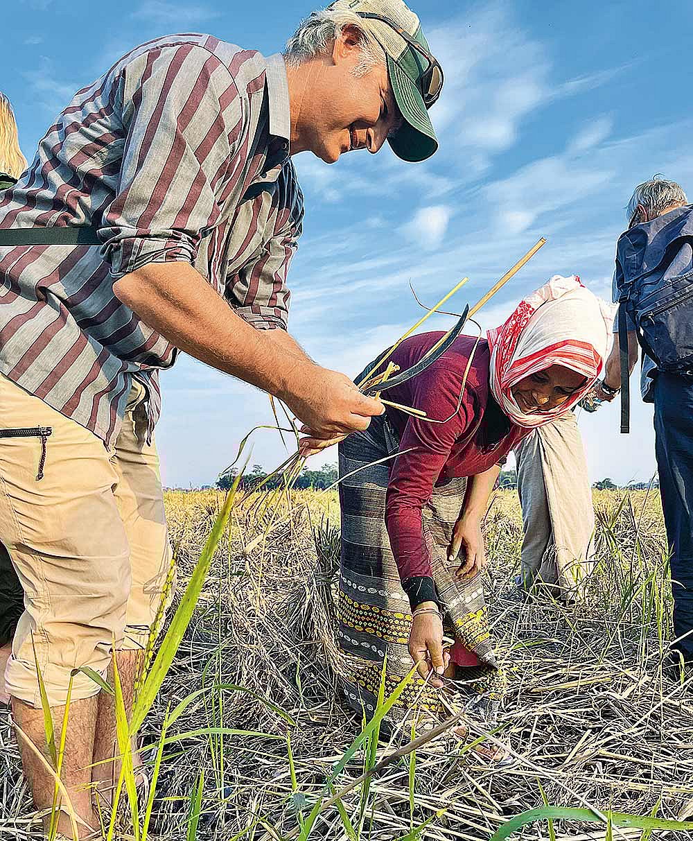 Guests experiencing paddy harvesting at Menam Homestay