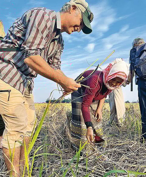 Guests experiencing paddy harvesting at Menam Homestay