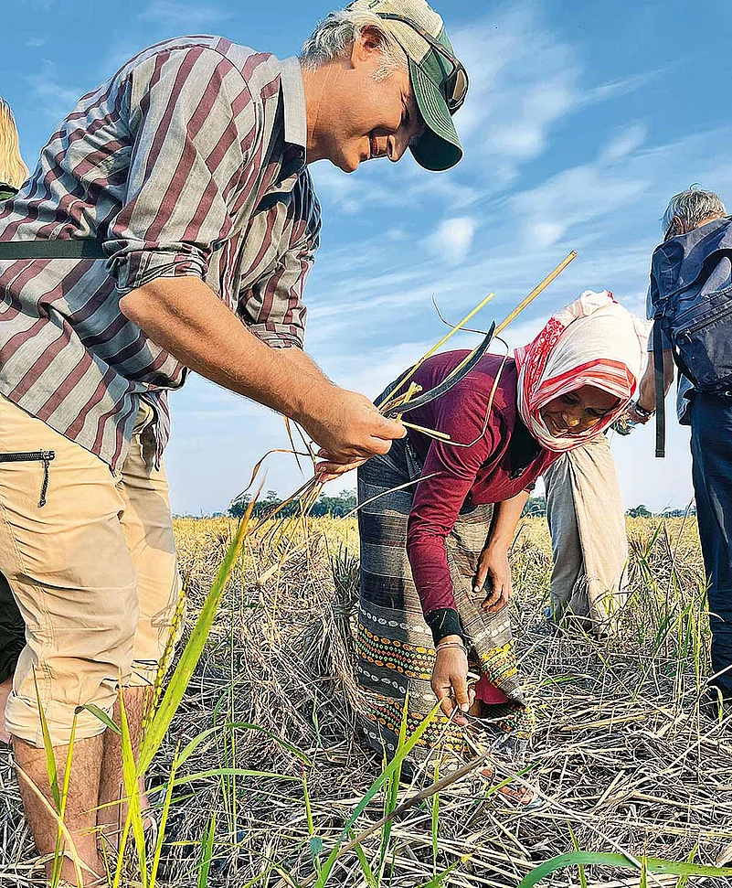 Guests experiencing paddy harvesting at Menam Homestay