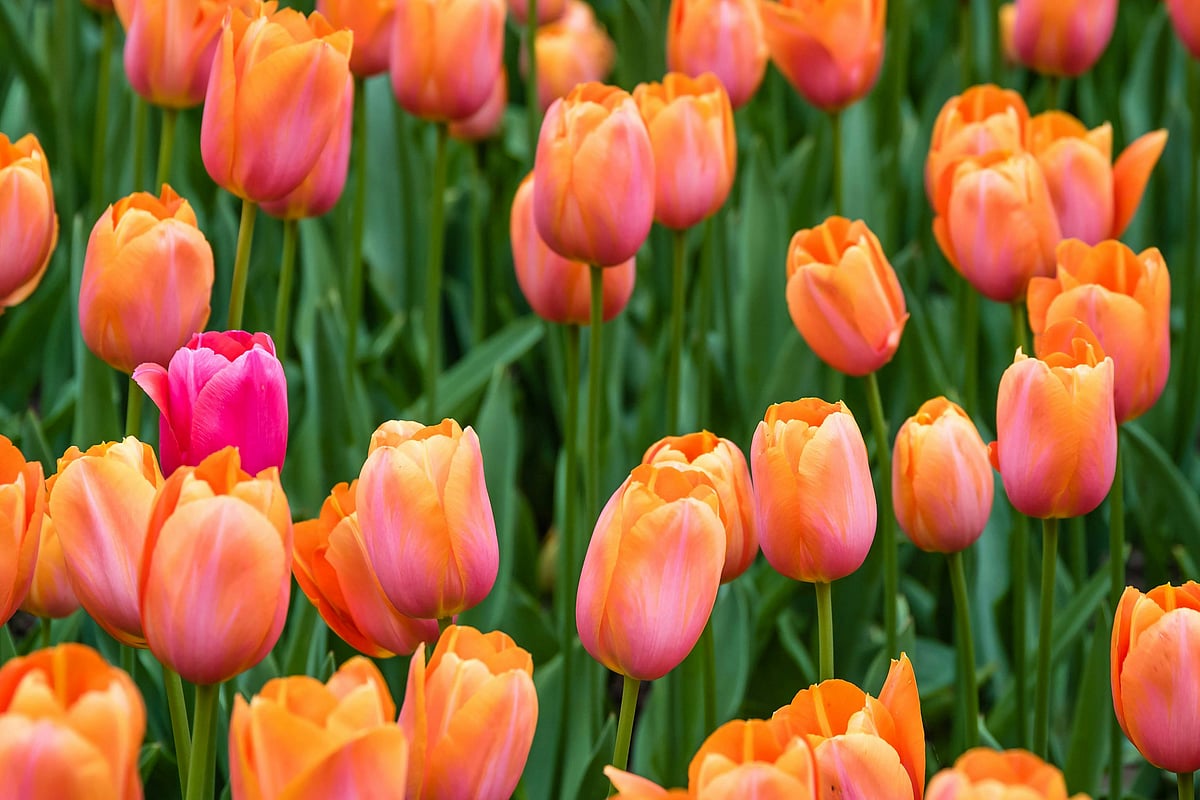Winter flowers, tulips, and roses will brighten the lawns at this years Amrit Udyan