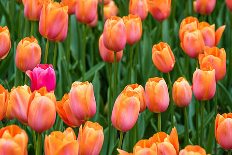 Winter flowers, tulips, and roses will brighten the lawns at this year's Amrit Udyan
