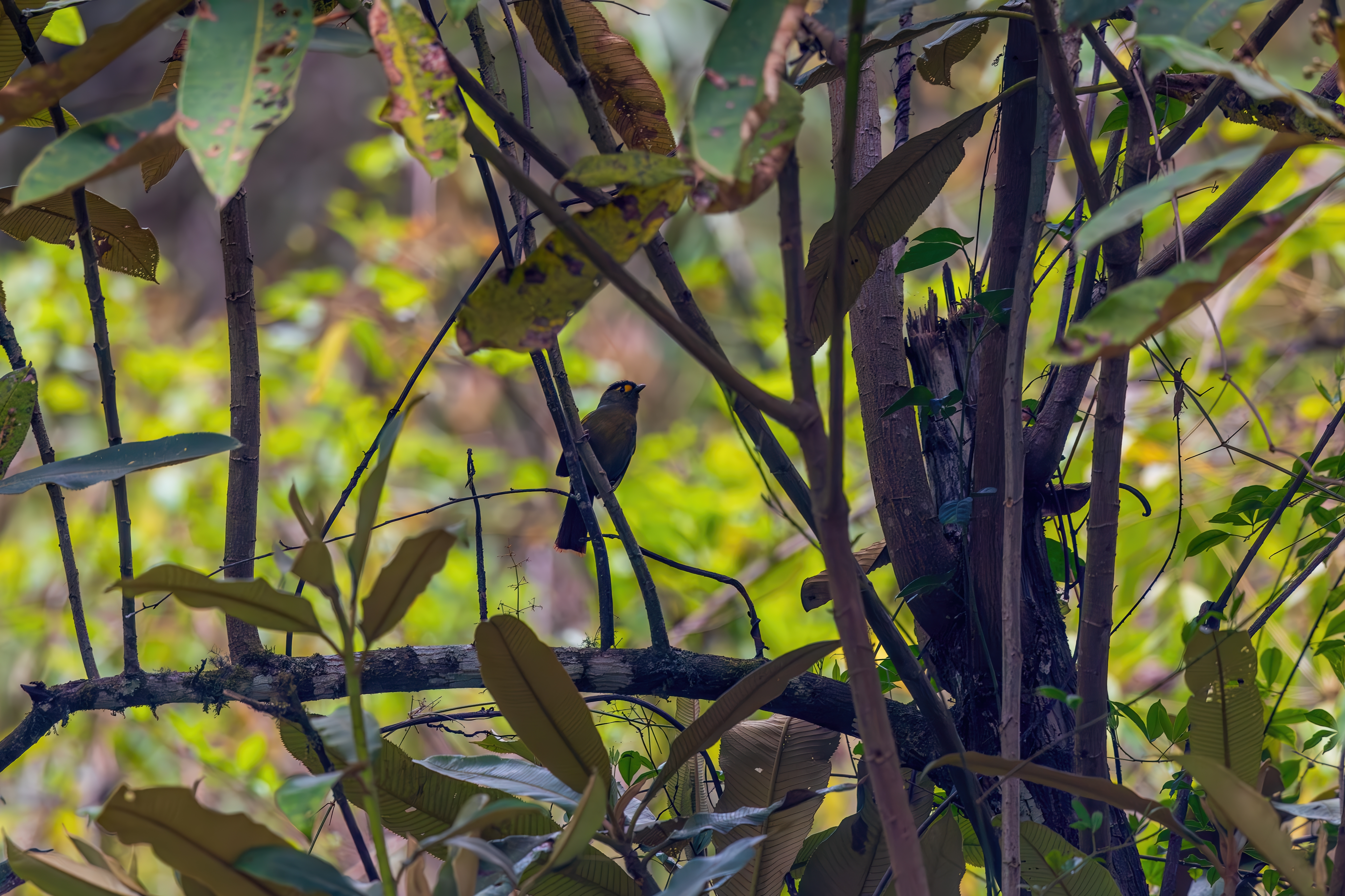The rare Bugun liocichla photographed in the forests of Eaglenest Wildlife Sanctuary