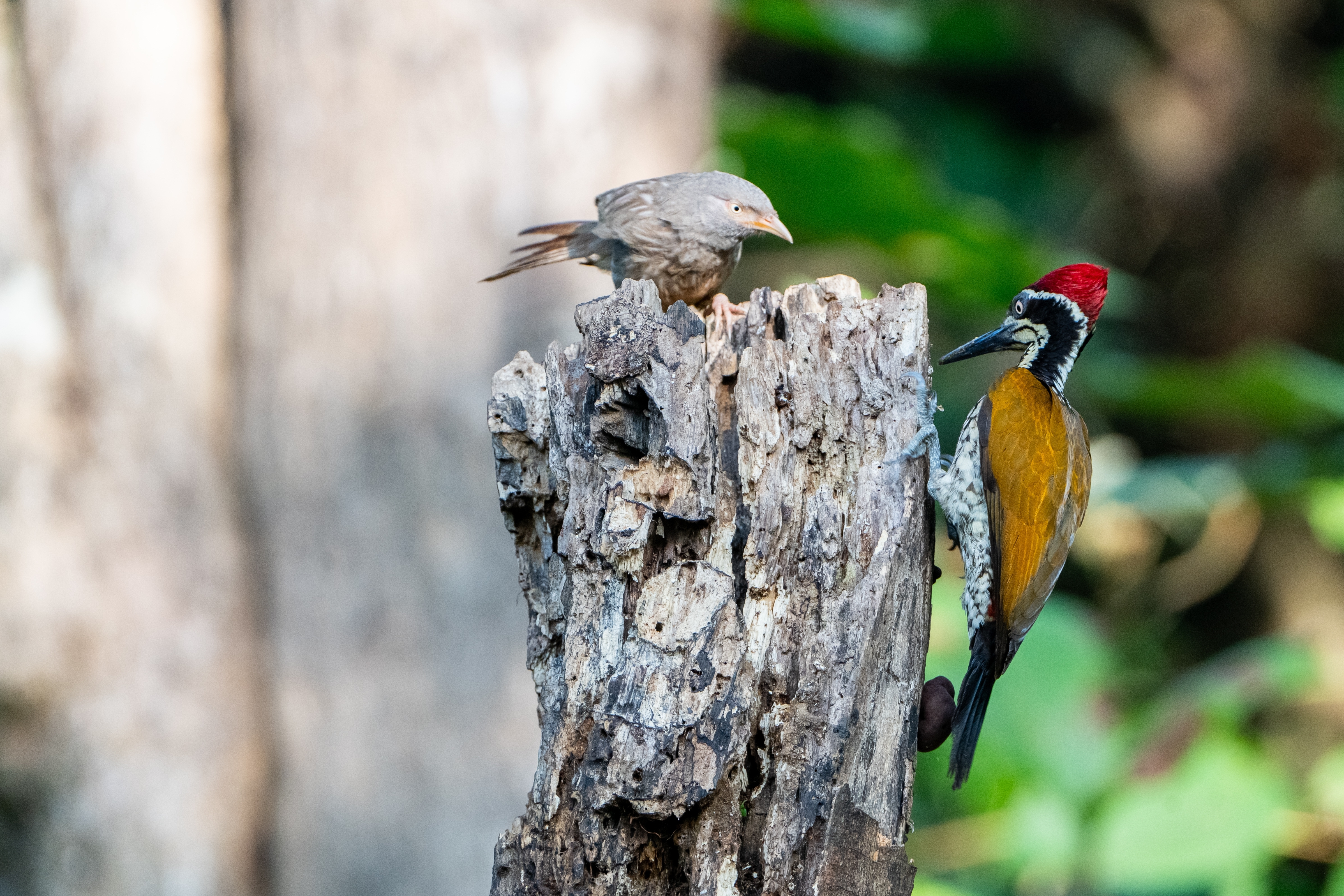 A woodpecker-warber pair spotted amid the forest habitat of Thattekad