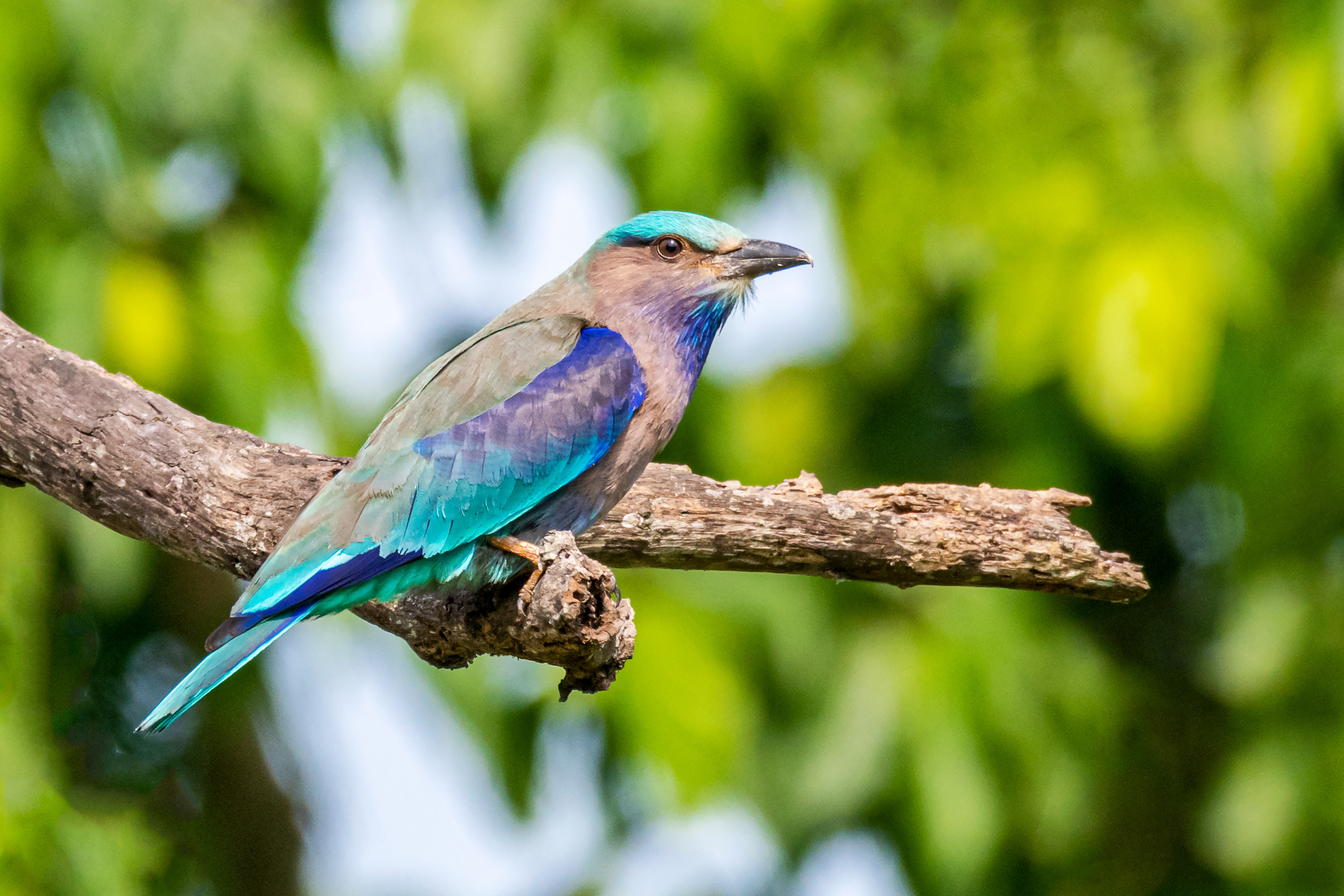 An Indian roller, or Neelkanth, perched in the grasslands of Kaziranga National Park