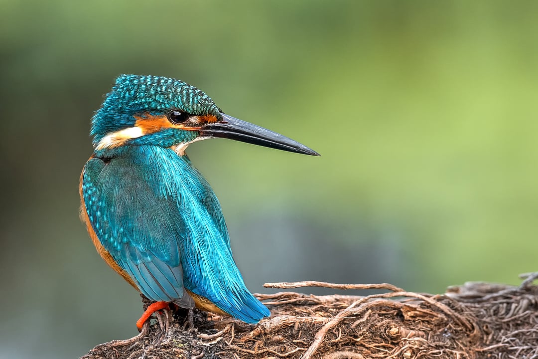 A kingfisher perched against the soft green backdrop of Keoladeo National Park