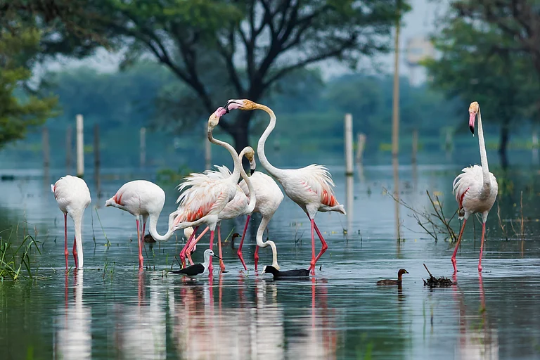 Flamingos gather across the wetlands of Keoladeo National Park, Bharatpur - Shutterstock
