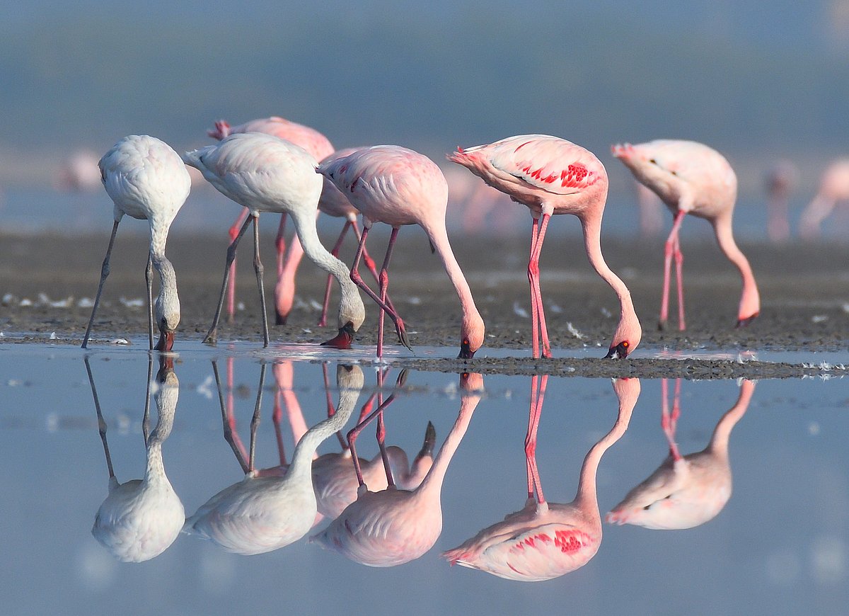 A group of lesser flamingos wading through salt flats