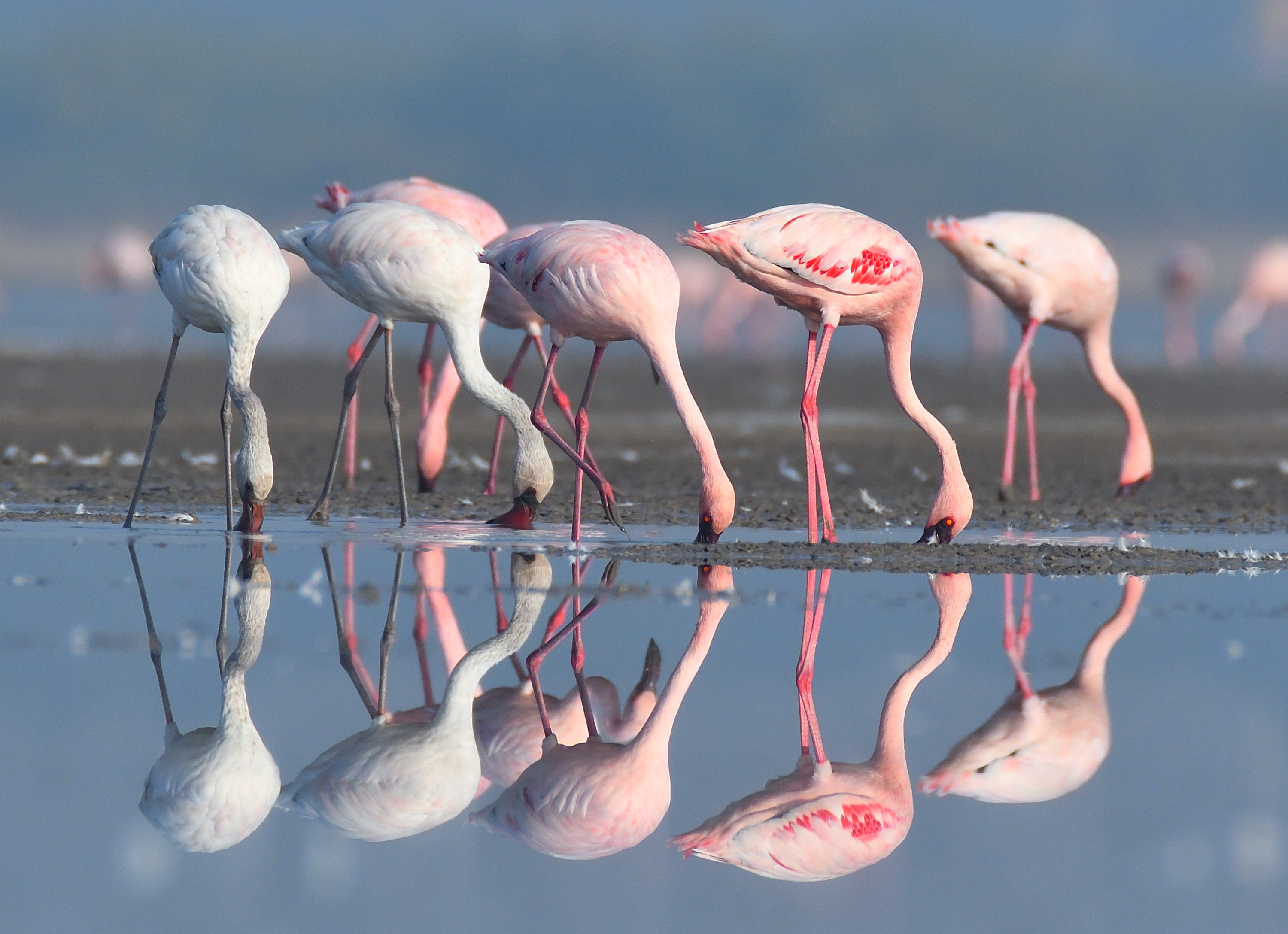 A group of lesser flamingos wading through salt flats