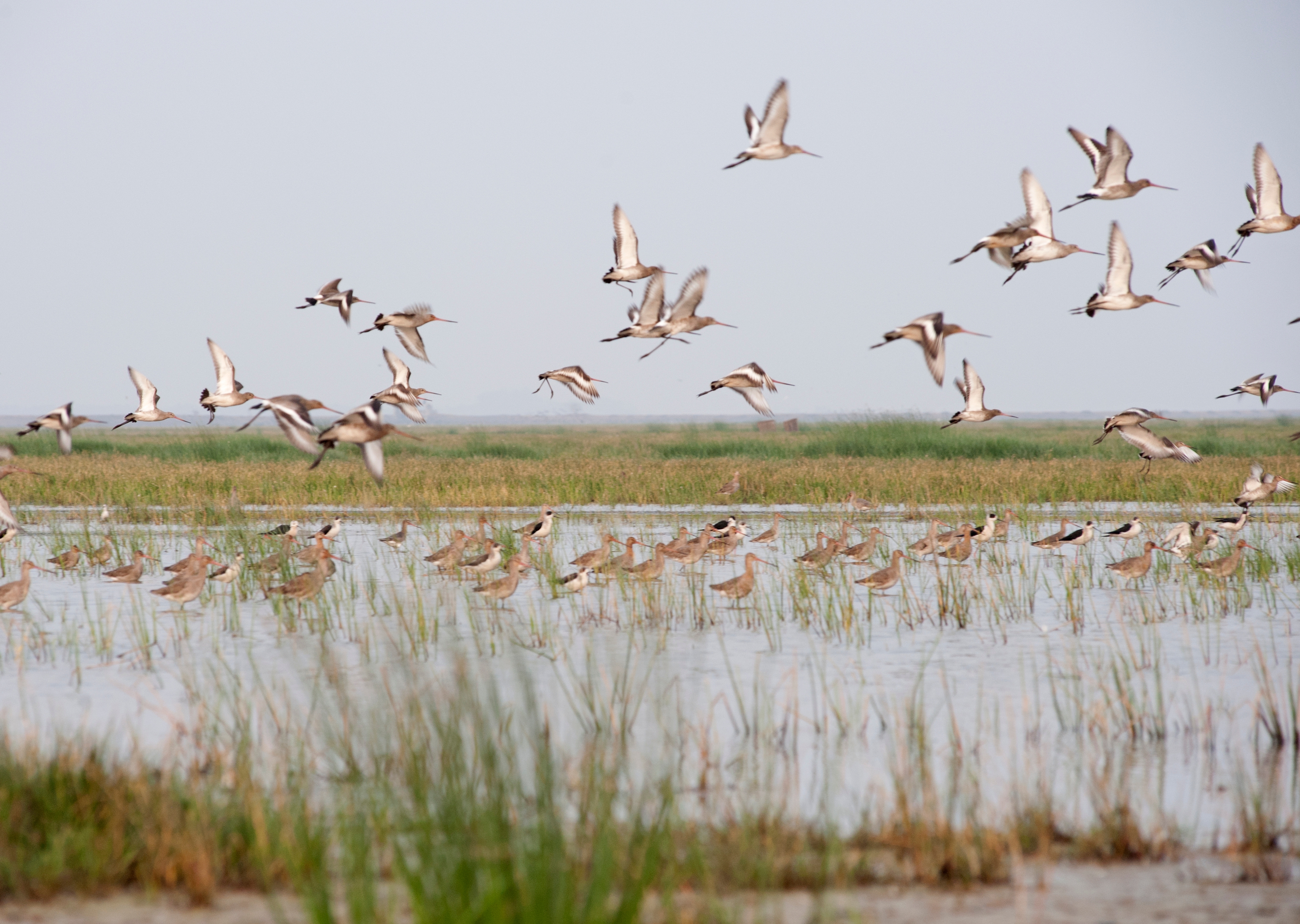 Birds lift off from the shallow waters of Chilika Lake