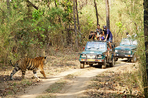 Spotting a tiger at Kanha National Park