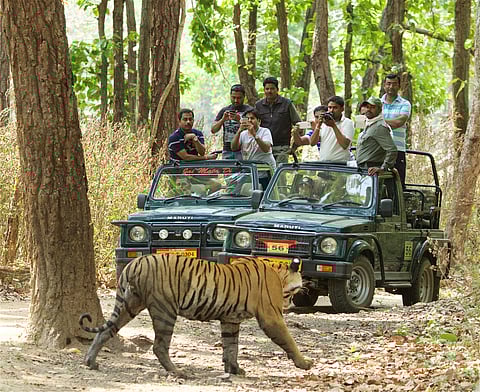 Tourists take photographs of a tiger inside a national park