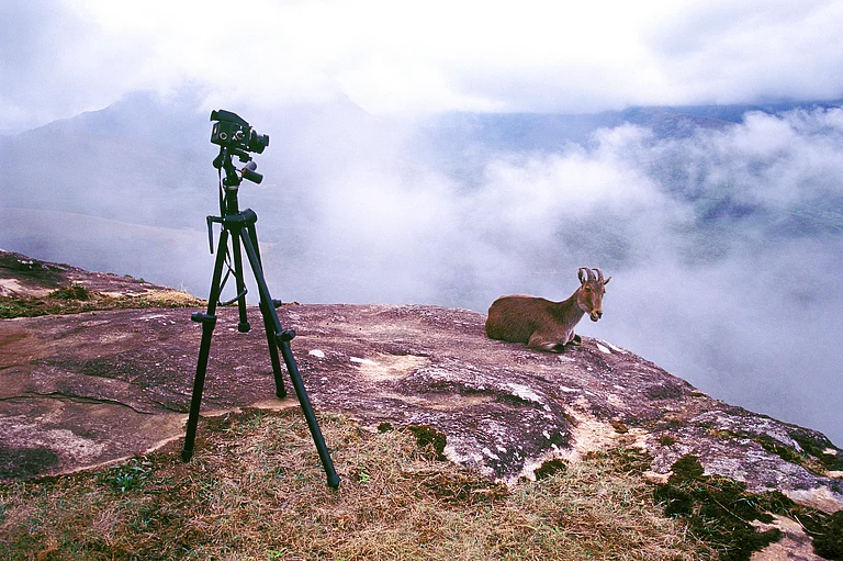 A Nilgiri tahr at Rajamalai, Munnar, Kerala - Balan Madhavan