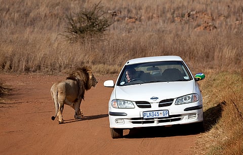 Lion sighting at Kruger National Park, South Africa