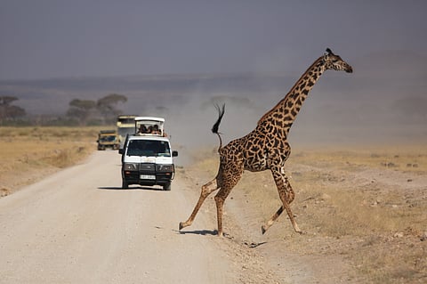 A giraffe in Masai Mara